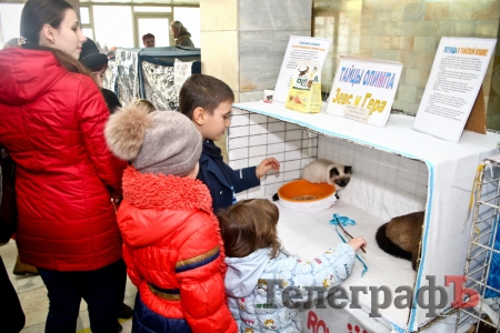 Каких котиков гладили кременчужане