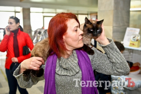 Где найти киску  за тысячу долларов