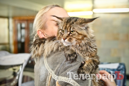 Где найти киску  за тысячу долларов