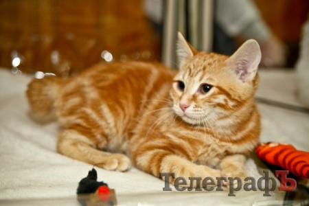 Где найти киску  за тысячу долларов