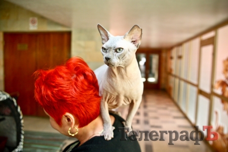 Где найти киску  за тысячу долларов