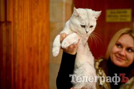 Где найти киску  за тысячу долларов