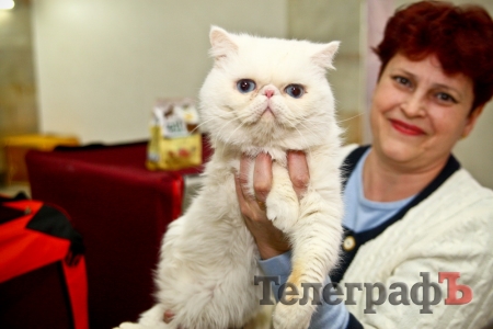 Где найти киску  за тысячу долларов