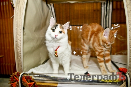 Где найти киску  за тысячу долларов