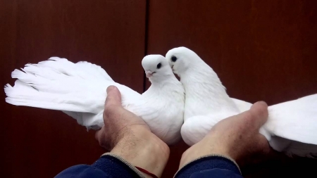 Голубеводы просят Малецкого установить обещанный памятник голубям