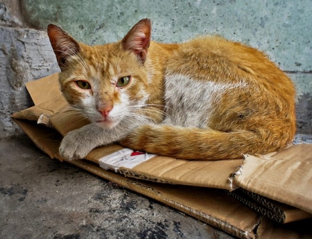 В Кременчуге собираются отлавливать бездомных котов