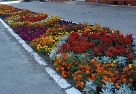 Цветы в Кременчуге начнут высаживать после 2 мая
