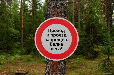 Кто "валит лес" под Кременчугом