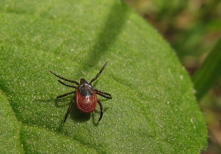 Кліщі у Кременчуці покусали 21 людину