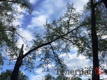 В Кременчуге возле школы №27 упало дерево и оборвало провода