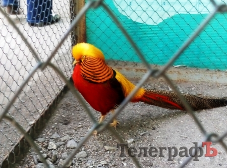 Поездка выходного дня: из Кременчуга - почти в Голландию