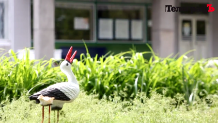 Гриша в небезпеці - кременчуцькі вандали взялися за лелек