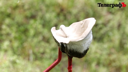 Гриша в небезпеці - кременчуцькі вандали взялися за лелек