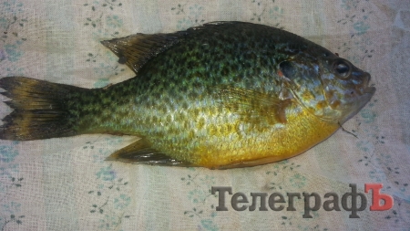 Маленькие рыбаки выловили чудо-рыбку в Псле