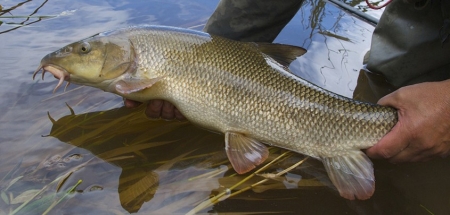 Маленькие рыбаки выловили чудо-рыбку в Псле