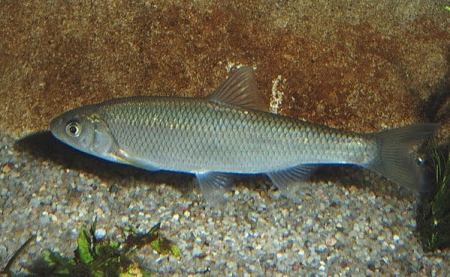 Маленькие рыбаки выловили чудо-рыбку в Псле