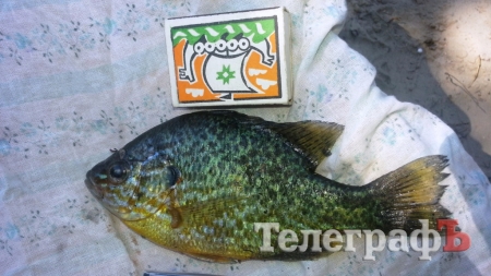 Маленькие рыбаки выловили чудо-рыбку в Псле