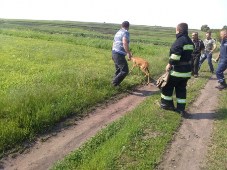 На Полтавщині врятували Бембі На Полтавщині врятували Бембі