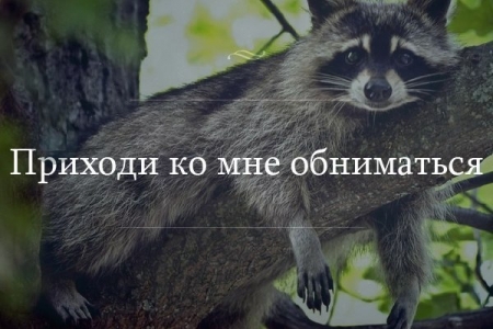 В конце рабочего дня: обнимашки храброго енота спасли магазин от ограбления В конце рабочего дня: обнимашки храброго енота спасли магазин от ограбления