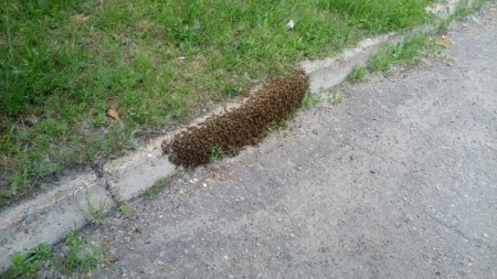 ФОТОФАКТ: Так вот где в Кременчуге мёдом намазано...