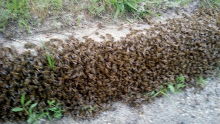 ФОТОФАКТ: Так вот где в Кременчуге мёдом намазано...