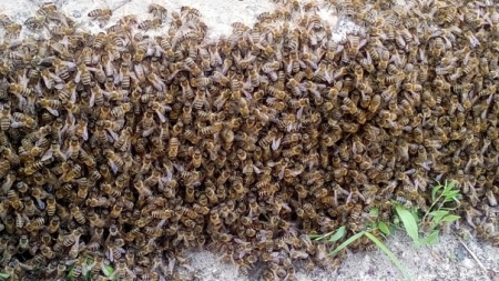 ФОТОФАКТ: Так вот где в Кременчуге мёдом намазано...