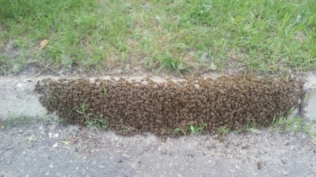 ФОТОФАКТ: Так вот где в Кременчуге мёдом намазано...
