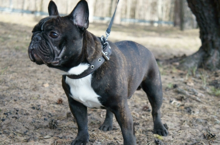 Кременчужанин доказал свое право выгуливать собаку без намордника Кременчужанин доказал свое право выгуливать собаку без намордника