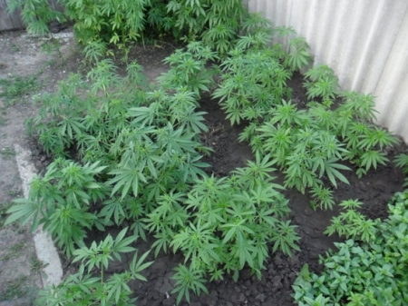 Житель Градижска выращивал на собственной клумбе 200 кустов конопли Житель Градижска выращивал на собственной клумбе 200 кустов конопли