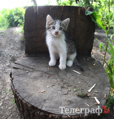 «15 «ксероксів» на передовій, як розтяжки», - кременчуцькі волонтери про котів