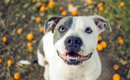 Кременчужанин заплатить штраф за вигул пітбуля без намордника