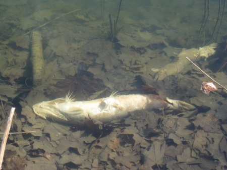 Спаси рыбу – не дай задохнуться – позвони в рыбинспекцию