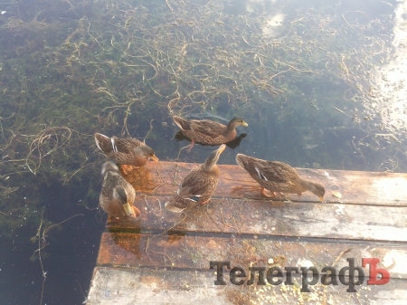 На озері у Міському саду з’явилися качки