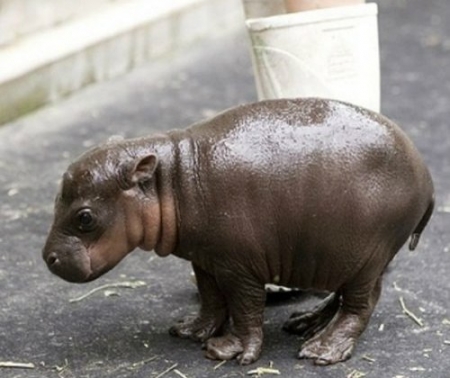 Освободите Вилли:  депутаты запретили передвижные зоопарки и дельфинарии без природной морской воды