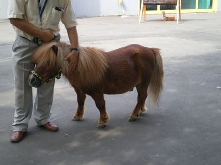 2 июля. Кременчужане увидят около 100 пород голубей и ... Мусю:)