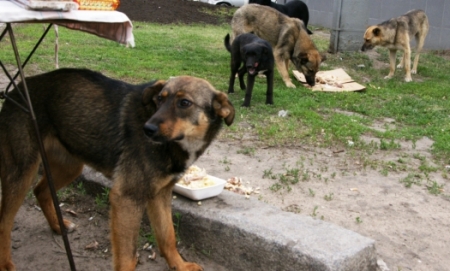 В Кременчуге на рынке «Толока» собаки покусали женщину