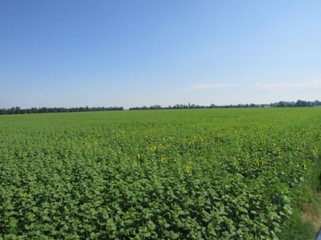 На Полтавщине фермер нашел в своем поле «весёлый уголок»...