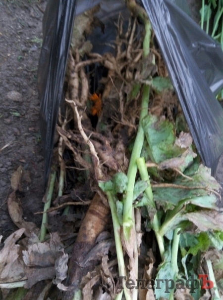 У Кременчуцькому районі в бабусі росло зо півтисячі корінців маку «як бур’ян»