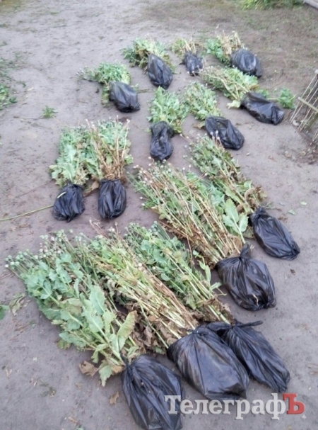 У Кременчуцькому районі в бабусі росло зо півтисячі корінців маку «як бур’ян»