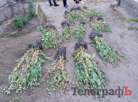 У Кременчуцькому районі в бабусі росло зо півтисячі корінців маку «як бур’ян»