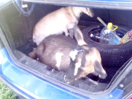 На Полтавщине за кражу козы, козленка и теленка преступникам грозит 5 лет лишения свободы На Полтавщине за кражу козы, козленка и теленка преступникам грозит 5 лет лишения свободы