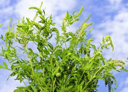 «Свиштовское кладбище поглотила амброзия, а от рабочих разит спиртным», - депутаты