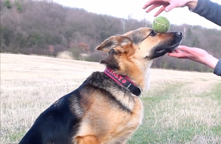 В конце рабочего дня: оооочень умный пёс