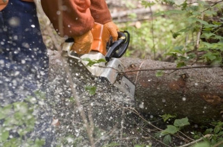 Мэр Кременчуга просит делать фото спиленных деревьев «до» и «после» Мэр Кременчуга просит делать фото спиленных деревьев «до» и «после»