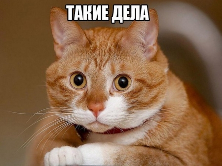 У полтавских патрульных, виновных в ДТП, забрали водительские права