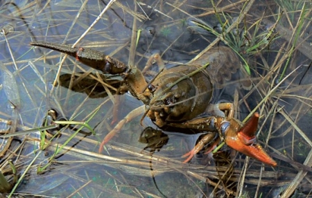 До Дня Независимости кременчужане ещё могут ловить раков До Дня Независимости кременчужане ещё могут ловить раков