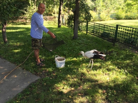 Кременчугский аист Гриша был «похищен» из города