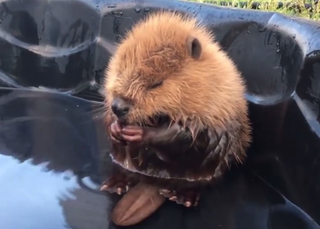 В конце рабочего дня: просто умывающийся бобрёнок