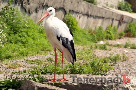 Кременчугский аист Гриша был «похищен» из города