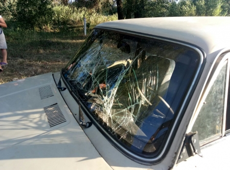 В Кременчуге ВАЗ наехал на телёнка